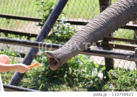 【山口県】秋吉台自然動物公園サファリランド、ふれあい広場、ゾウに餌やりする親子 110730621