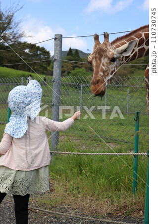 【山口県】秋吉台自然動物公園サファリランド、ふれあい広場、キリンに餌やりする女の子 【山口県】秋吉台自然動物公園サファリランド、ふれあい広場、キリンに餌やりする女の子 110730745