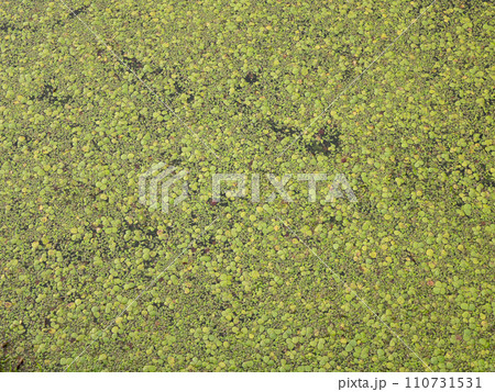 Swamp water covered with tiny plants duckweed. Food source for waterfowl. Aquatic freshwater plant 110731531
