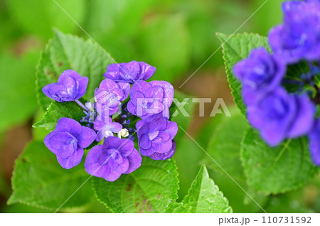 紫陽花 110731592