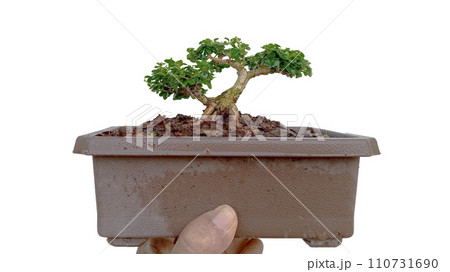 premna microphylla mini bonsai on white background premna microphylla mini bonsai on white background 110731690