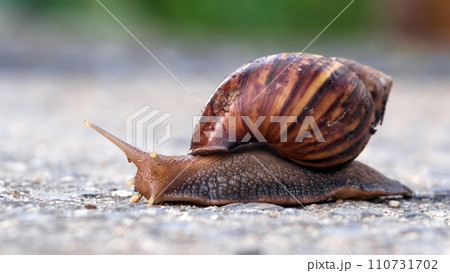 Close up of a snail with a shell.Selective focus. Close up of a snail with a shell.Selective focus. 110731702