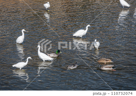 高野川のシラサギとマガモ　オナガガモ 110732074