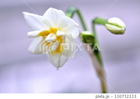 わが家のスイセン 110732113