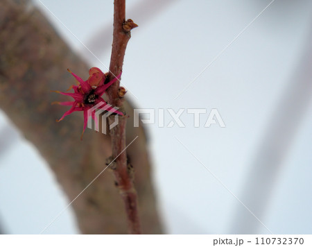 12月に咲いた赤いマルバノキの花 110732370