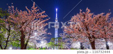 「東京都」隅田公園から眺める夜桜と東京スカイツリー 「東京都」隅田公園から眺める夜桜と東京スカイツリー 110732444