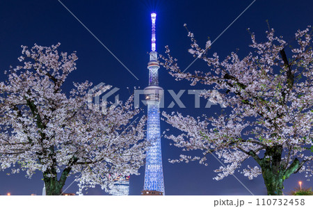 「東京都」隅田公園から眺める夜桜と東京スカイツリー 110732458