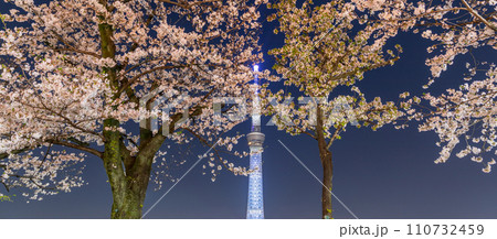 「東京都」隅田公園から眺める夜桜と東京スカイツリー 「東京都」隅田公園から眺める夜桜と東京スカイツリー 110732459