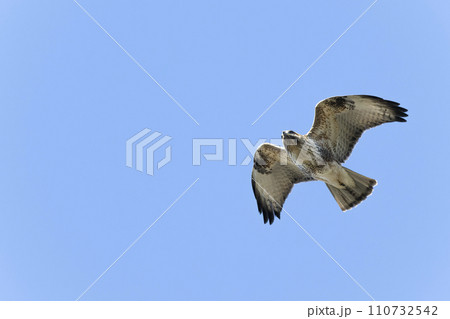 ノスリ ノスリ 110732542