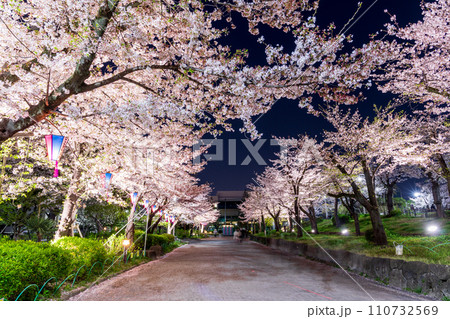 「東京都」隅田公園のライトアップした夜桜風景 110732569