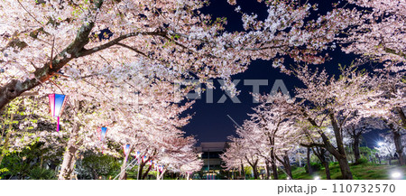 「東京都」隅田公園のライトアップした夜桜風景 「東京都」隅田公園のライトアップした夜桜風景 110732570