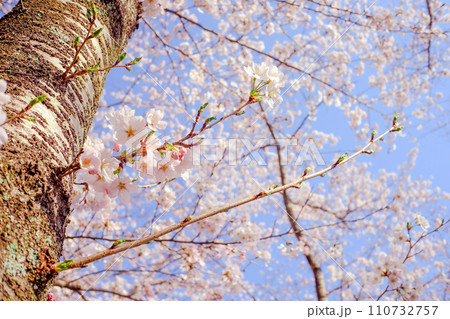桜の芽吹き 春 桜の芽吹き 春 110732757