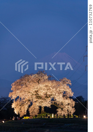 「山梨県」ライトアップしたわに塚の桜と富士山 「山梨県」ライトアップしたわに塚の桜と富士山 110732769