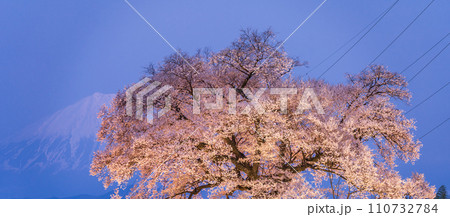 「山梨県」ライトアップしたわに塚の桜と富士山 夕景 「山梨県」ライトアップしたわに塚の桜と富士山 夕景 110732784