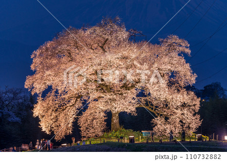 「山梨県」ライトアップしたわに塚の桜 「山梨県」ライトアップしたわに塚の桜 110732882