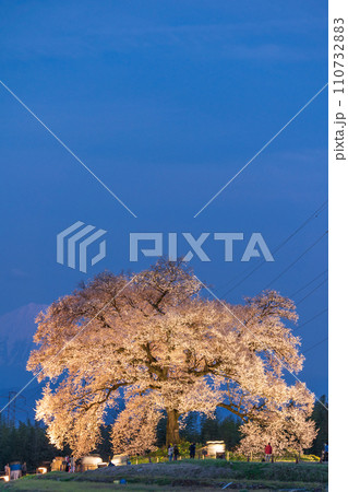 「山梨県」ライトアップしたわに塚の桜 110732883