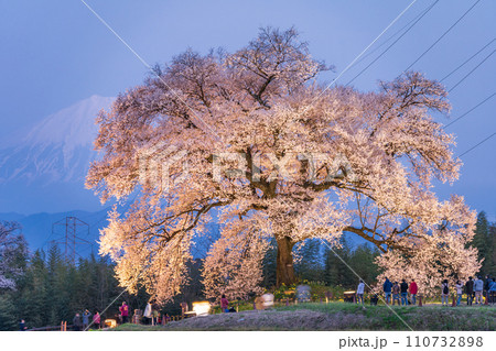 「山梨県」ライトアップしたわに塚の桜と富士山  110732898