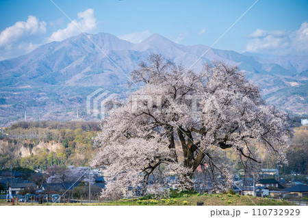 「山梨県」わに塚の桜 山梨県韮崎市 「山梨県」わに塚の桜 山梨県韮崎市 110732929