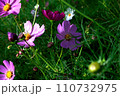 秋の野原に咲くピンクのコスモスの花 110732975