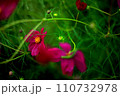 赤いコスモス 110732978