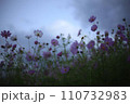 コスモス畑に咲く白いコスモス 110732983