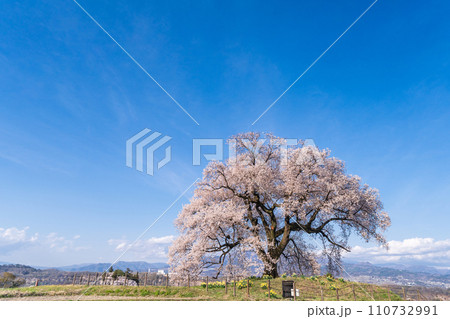 「山梨県」わに塚の一本桜 「山梨県」わに塚の一本桜 110732991