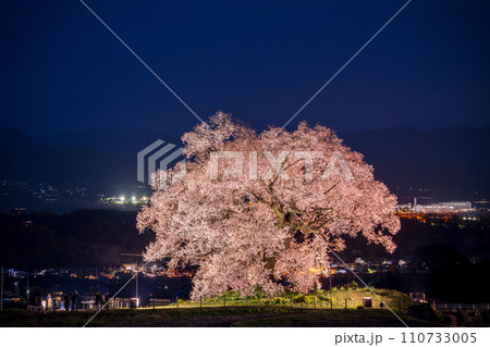 「山梨県」ライトアップしたわに塚の一本桜 110733005
