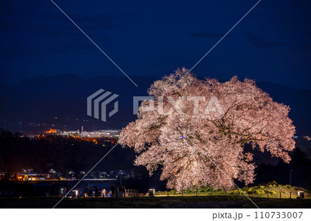 「山梨県」ライトアップしたわに塚の一本桜 「山梨県」ライトアップしたわに塚の一本桜 110733007