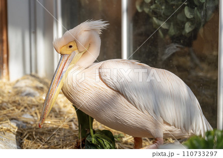 神戸どうぶつ王国のモモイロペリカン 兵庫県神戸市 神戸どうぶつ王国のモモイロペリカン 兵庫県神戸市 110733297