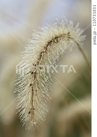 輝く狗尾草 輝く狗尾草 110733831