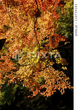 和歌山県橋本市杉村公園の紅葉 和歌山県橋本市杉村公園の紅葉 110734191