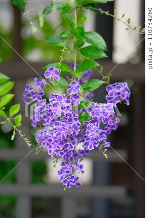 紫色の花　デュランタ 110734260
