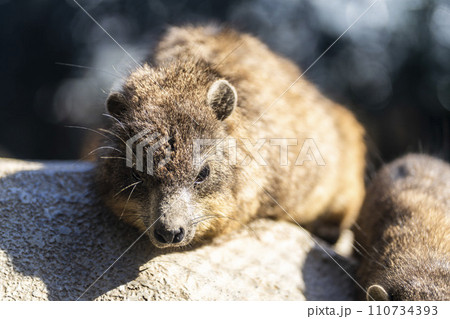 居眠りをするケープハイラックス　神戸どうぶつ王国　兵庫県神戸市 110734393