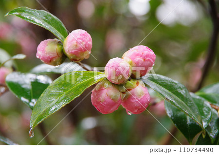 雨に濡れるピンクの蕾「オトメツバキ」 雨に濡れるピンクの蕾「オトメツバキ」 110734490