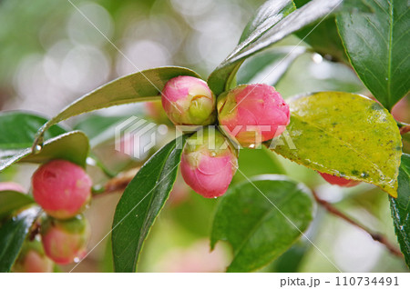雨に濡れるピンクの蕾「オトメツバキ」 110734491