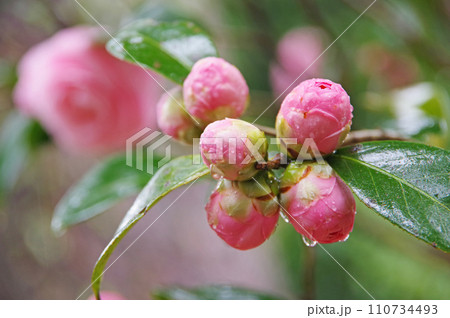 雨に濡れるピンクの蕾「オトメツバキ」 雨に濡れるピンクの蕾「オトメツバキ」 110734493