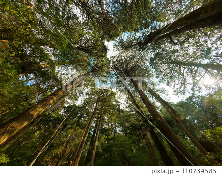 屋久杉に覆われた森から空を見上げた写真 屋久杉に覆われた森から空を見上げた写真 110734585
