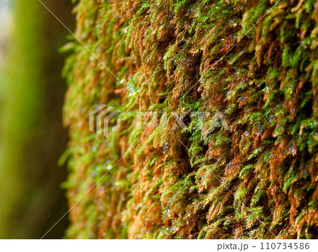 木の幹に生える苔 木の幹に生える苔 110734586
