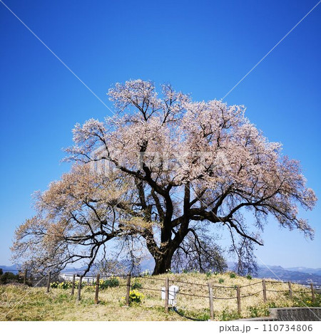 桜 ワニ塚の桜 桜 ワニ塚の桜 110734806