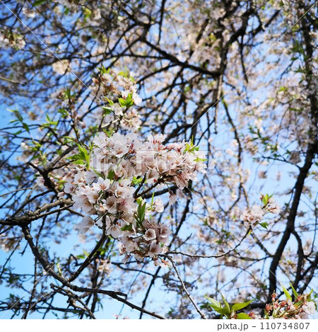 桜　ワニ塚の桜 110734807