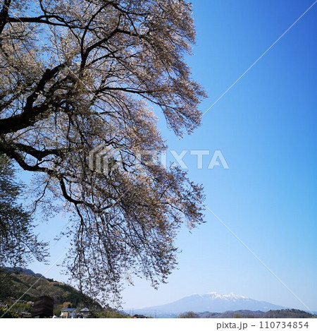 桜 ワニ塚の桜 桜 ワニ塚の桜 110734854