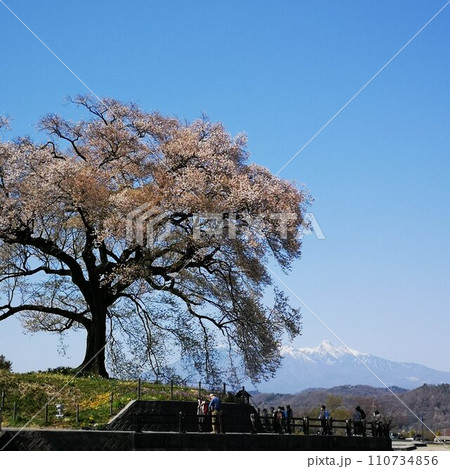 桜 ワニ塚の桜 桜 ワニ塚の桜 110734856