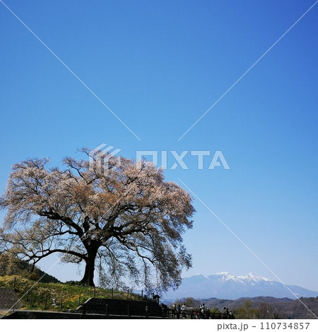 桜 ワニ塚の桜 桜 ワニ塚の桜 110734857