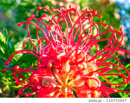 真っ赤で長大なメシべが印象的なグレビレア 110735047