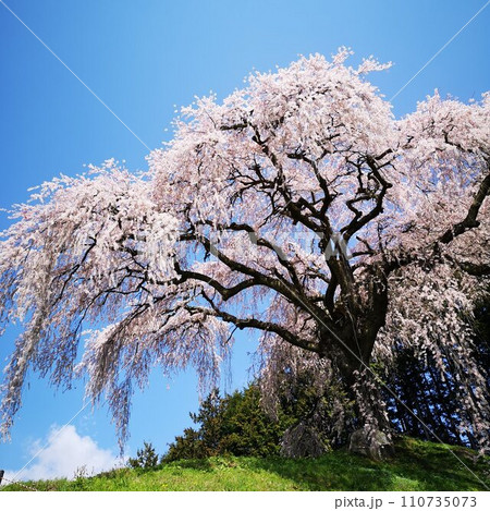 桜 乙ヶ妻のしだれ桜 桜 乙ヶ妻のしだれ桜 110735073