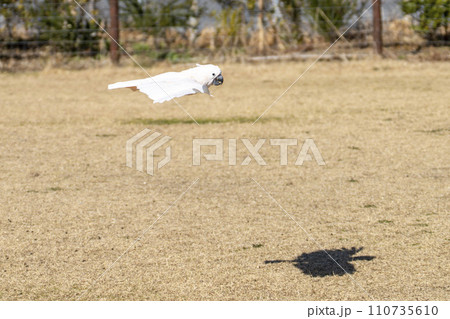 低空飛行のオオバタン（トキサカオウム）　神戸どうぶつ王国　兵庫県神戸市 110735610