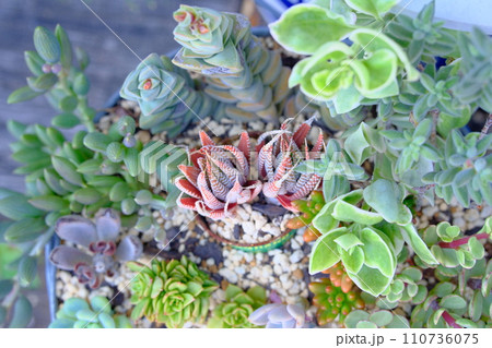 綺麗に飾られた多肉植物 110736075