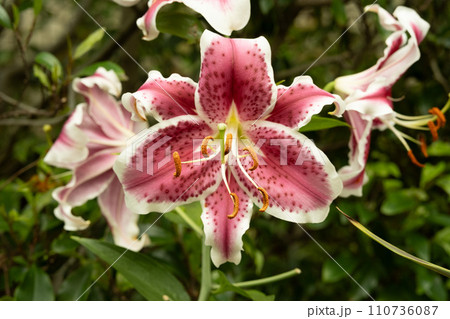 百合の花 110736087