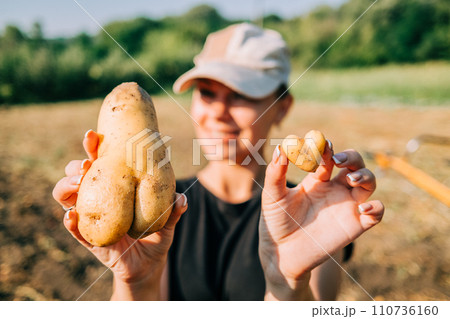 Woman picks heart shaped potatoes. Healthy product,vitamins. Harvest, hand labor Woman picks heart shaped potatoes. Healthy product,vitamins. Harvest, hand labor 110736160