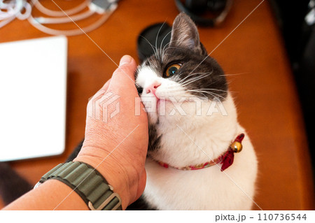 頭を撫でられる猫 110736544